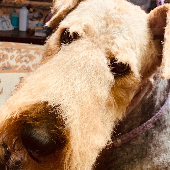 Meet your Posher, Shelley primeau - Picture 3 of 17